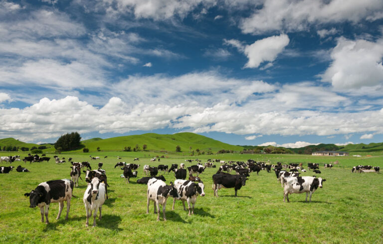 Understanding Ketosis in New Zealand Dairy Cows: Causes, Symptoms, Diagnosis, and Treatment